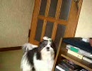 シーズーですよ ４