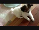 ぱぴはぴ成長日記　その３(おまけ)