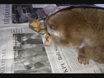 金魚を貪り食らう淫夢くん.kngski