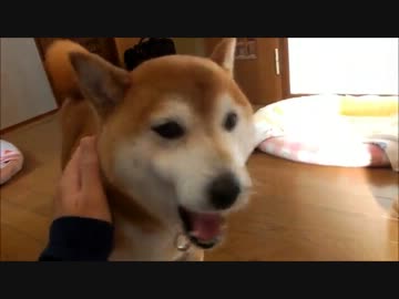 柴犬ひかいち　散歩前のおしゃべり