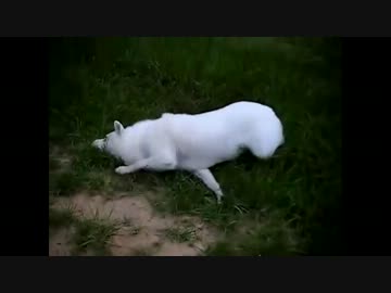 絡んできた犬に完全勝利したスカンク.UC