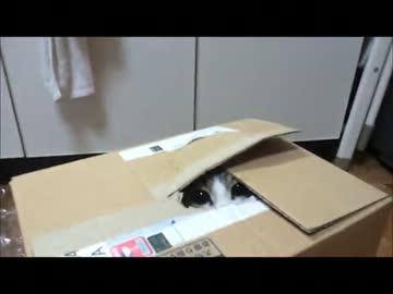 うちの猫が脱出ゲームにハマってしまったらしい。