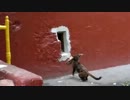 猫が口にくわえたネズミ煎餅が大きすぎて巣穴に持ち帰れない