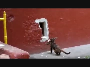 猫が口にくわえたネズミ煎餅が大きすぎて巣穴に持ち帰れない