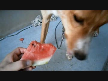 愛犬ナナと暮らしましょう（1年と93日目）