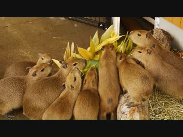 那須どうぶつ王国に 11匹カピバラ赤ちゃん登場