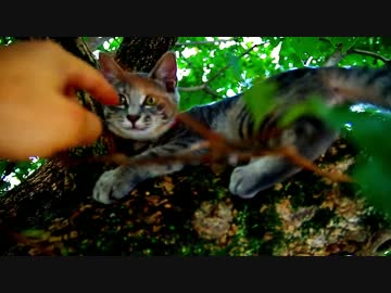 我が家の寧々動画その3