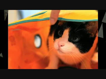 猫とボウリングで遊んでみたwww