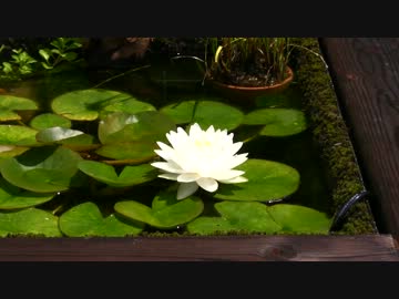 我が家のビオトープ スイレンの花が咲きました