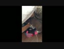 くつしたを探す猫