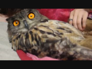 野生を忘れたフクロウ