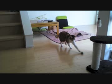 ほえほえ言いながら一人遊び