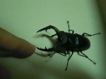 本格的ガチムチクワガタレスリング　ノコギリクワガタVS人間