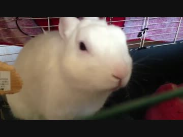 寝起きうさぎ