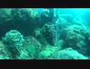 コブシメ　屋久島ダイビング　2013　GW
