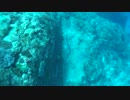 海蛇　ダイビング　屋久島　2013　GW
