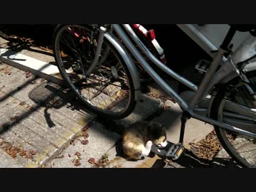 元職場の猫達