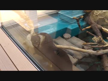 カワウソの親　子育て奮闘中