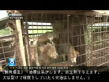 【閲覧注意】 韓国の食用犬の衛生状態