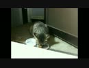 近所の猫さん　その２