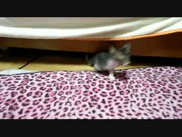 生後8週間-3　ベッド下もぐり