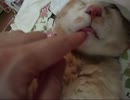 知ってる？寝てる時の猫の口の中の様子