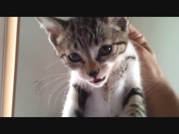 親猫の自己主張が激しいので撮ってみた