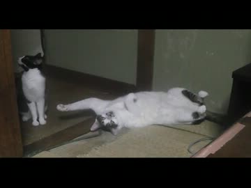 飼い猫にザ・ワールドを使ってみた
