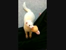 ハイテンションましろさん