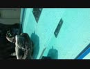 trim.sqklTm.MOV
