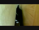 生後8週間-7　まりさ挟まり、大小猫遭遇