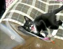 生後8週間-8　まりさ猛る