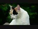 雨上がりの三毛猫の時間は、おだやかに過ぎていく