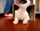 猫とトンネル