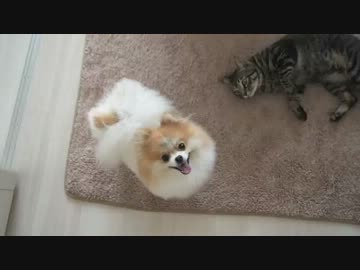 ぐりちぇる動画＊16＊「お散歩」に大興奮→グリコに被害（；＾ω＾）