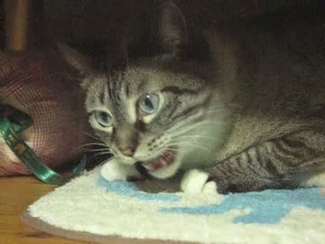 今日はジャンくんのママの誕生日　ハッピ−バースデートゥーユ〜♪