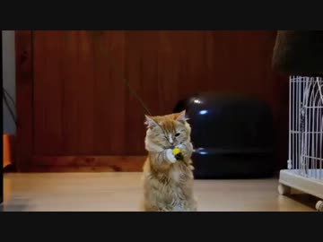 【マンチカン３兄妹】子猫たち、狩りの練習中