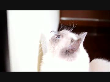 猫　カカカ
