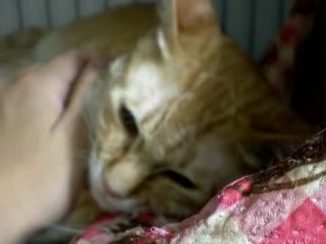 拾いねこ＠生後375/342日目　7/14はシロの一周忌でした。