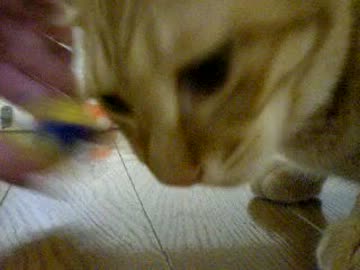 拾いねこ＠生後376日目/343日目　両手フリーで撮れるのは良いですね