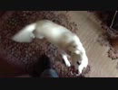 飼い犬のお出迎え