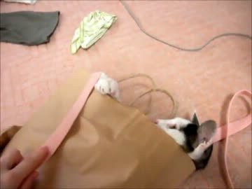 紙袋から出てこない猫