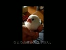 扇風機の風で眠くなる白文鳥の動画