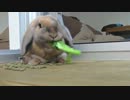 ウサギがもぐもぐするだけ