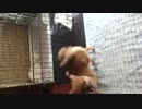 MOV_0018.mp4