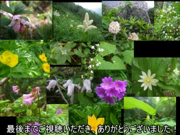 ゆっくりが山に登ってきたようです【蝶ヶ岳～常念岳】