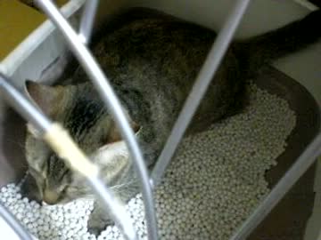 拾いねこ＠生後377日目/344日目　つきにょん、その位置が正しい位置です！