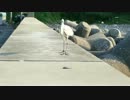 魚くれよぉ！