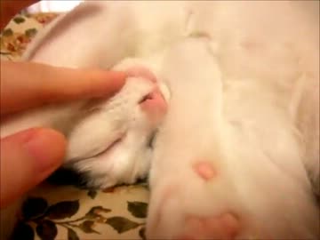 寛大な猫