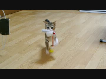 取ってこいで遊ぶ我が家の猫